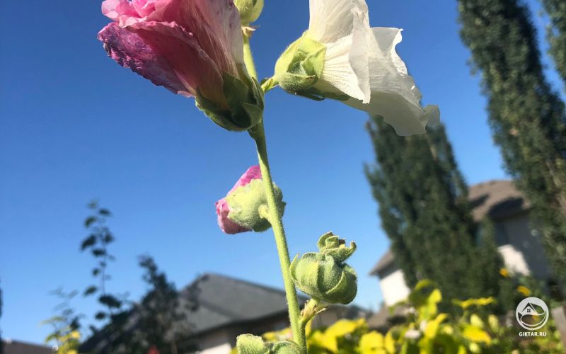 Необычная мальва: цветки разного цвета на одном цветоносе