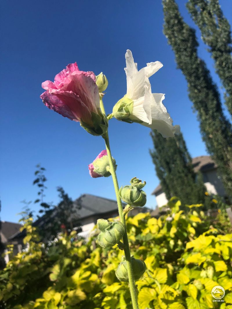 Необычная мальва: цветки разного цвета на одном цветоносе
