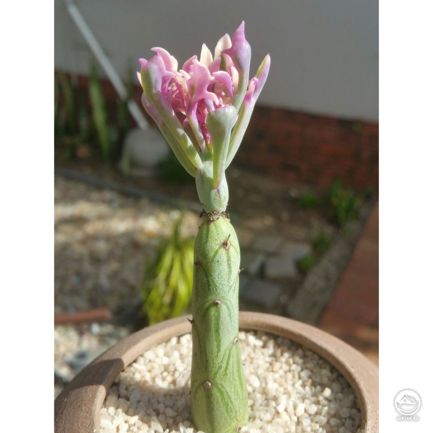 крестовник членистый крестовник членистый внешне похож на баобаб, на верхушке столбовидного ствола расположены листья и цветки