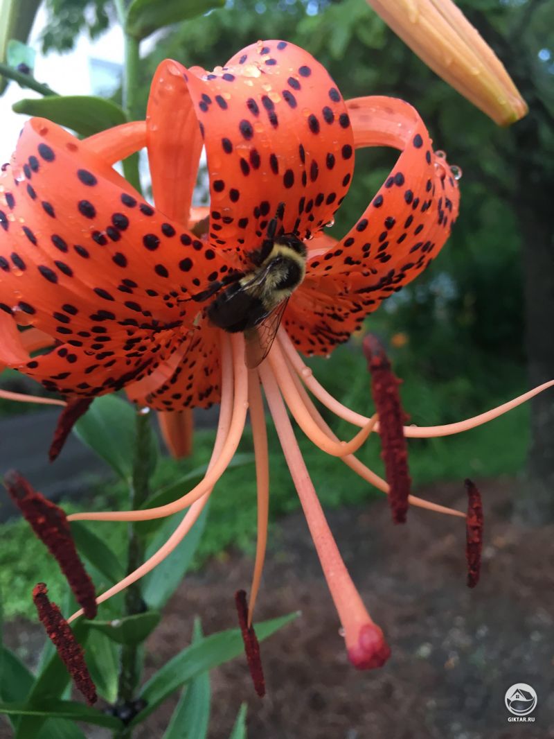 Пчелка посетила одну из моих тигровых лилий