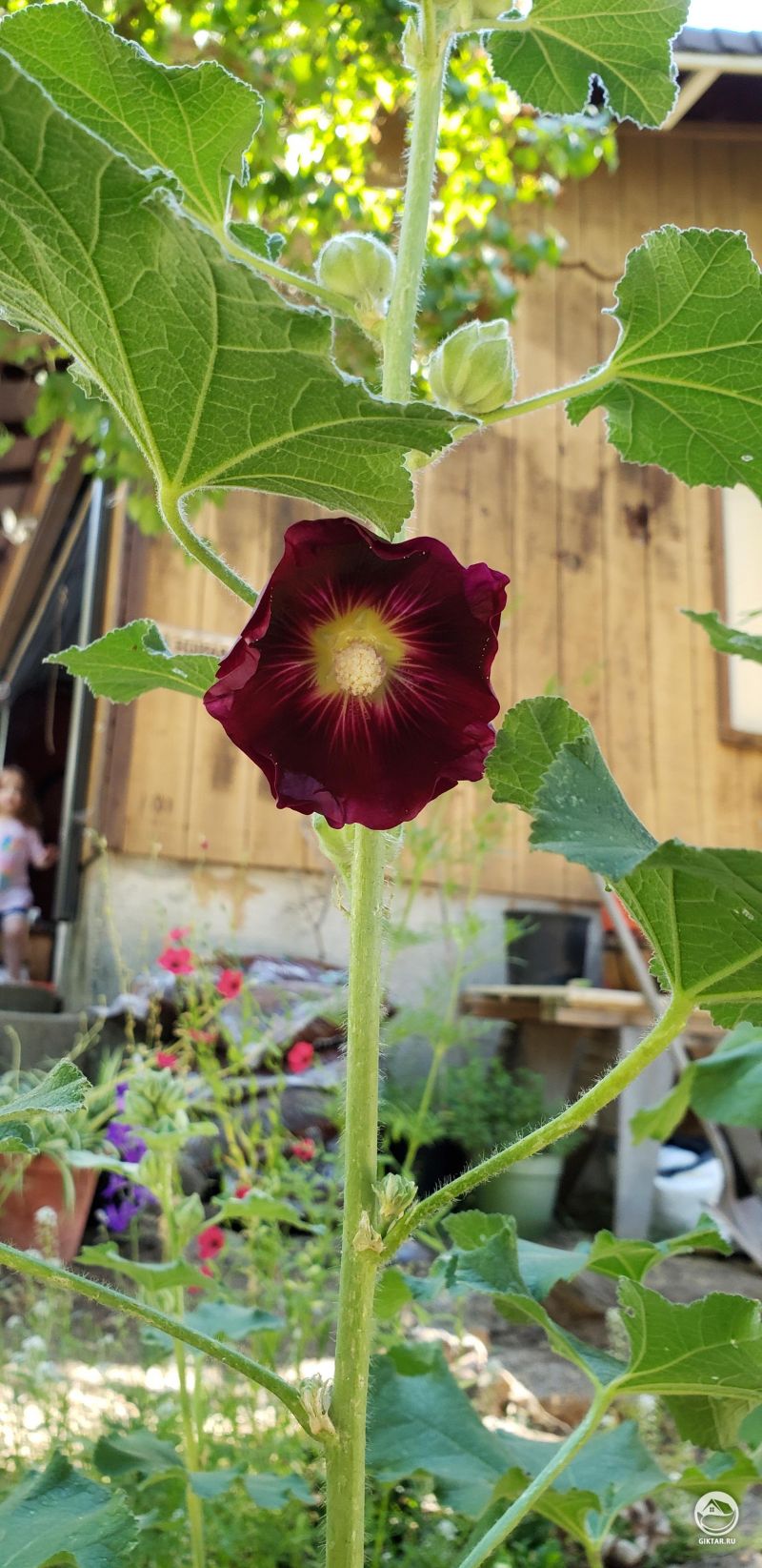 Выращивала этот цветок 4 года, наконец он показал свой цвет. Я так счастлива.