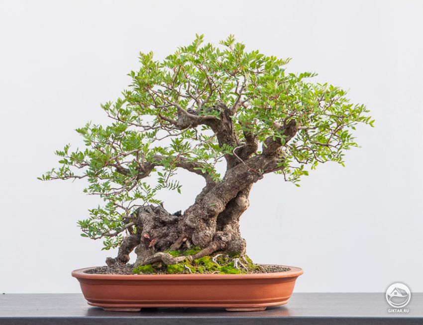 Фисташка мастиковая бонсай