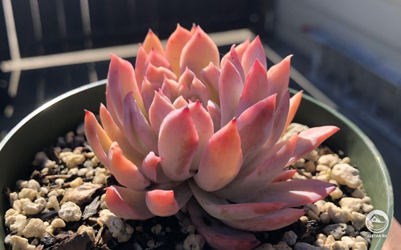 Эхеверия ‘фиолетовая Королева’