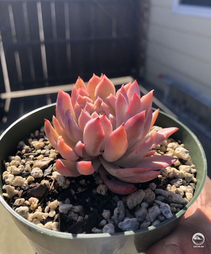 Эхеверия ‘фиолетовая Королева’