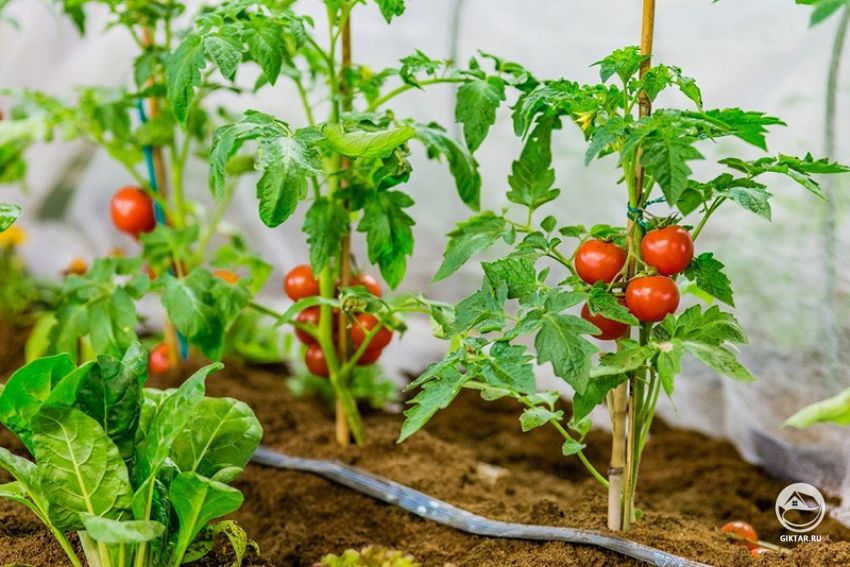 выращивание томатов в тпелице выращивание томатов в теплице