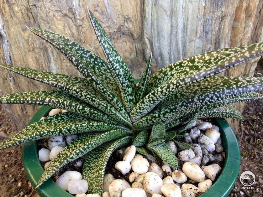 Гастерия килеватая Гастерия килеватая