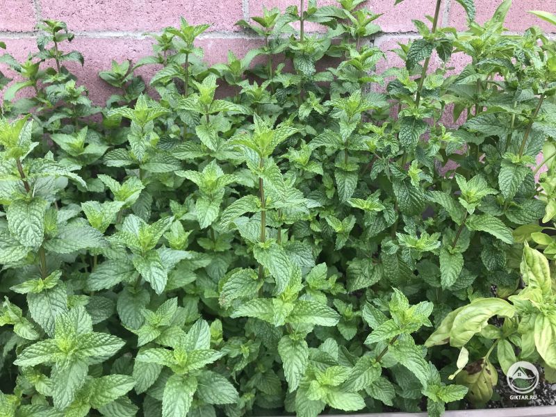 Я называю это “Мятный лес”