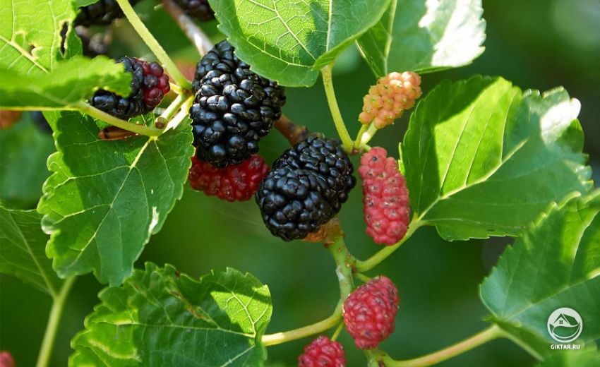 Красная шелковица (тутовое дерево) Шелковица красная (тутовое дерево)