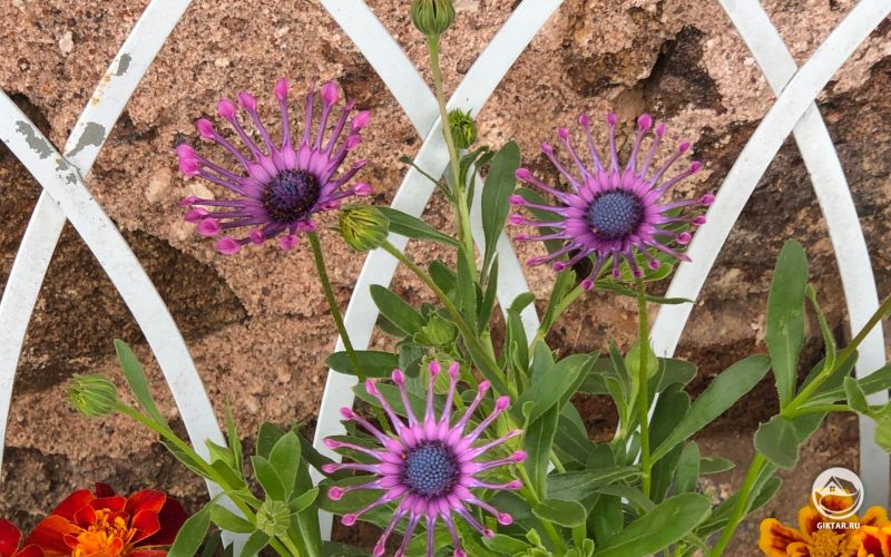 Остеоспермум, родственник календулы