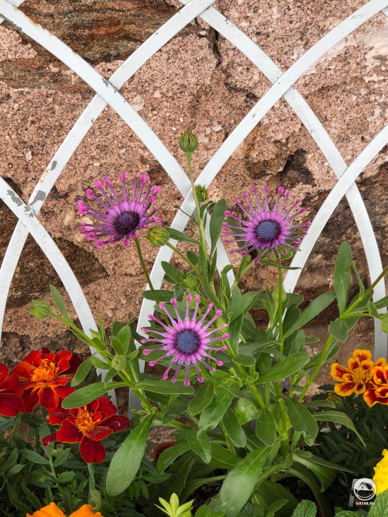 Остеоспермум, родственник календулы