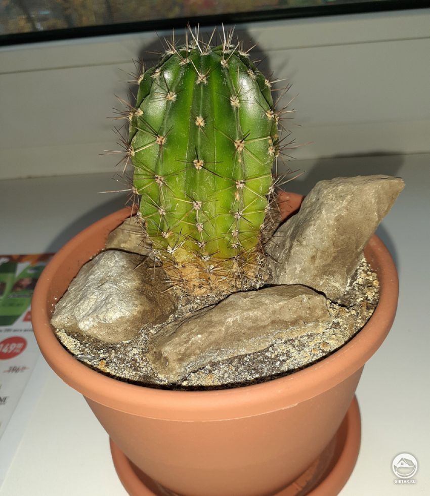 Тренировки на эхинопсисе: мытьё корней Кактус, Кактус эхинопсис, Длиннопост