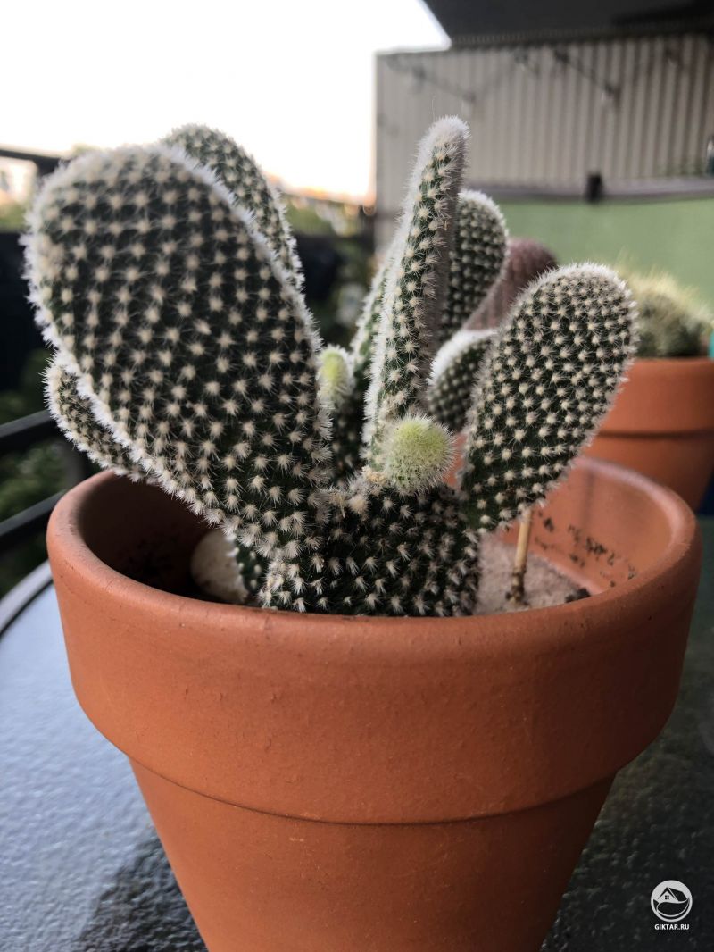 Опунция мелковолосистая