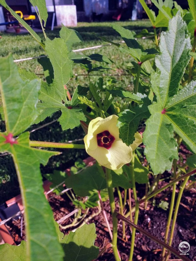 Я никогда не видел цветок бамии раньше! Один из моих любимых !