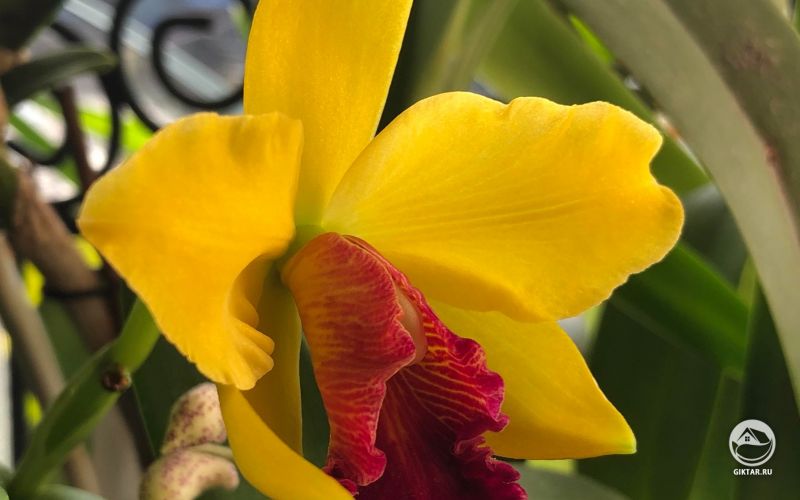 Каттлея Netrasiri Doll x Alma Kee ‘Tipmalee’