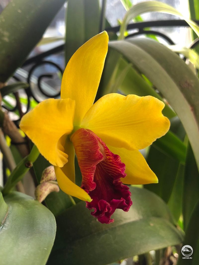 Каттлея Netrasiri Doll x Alma Kee ‘Tipmalee’