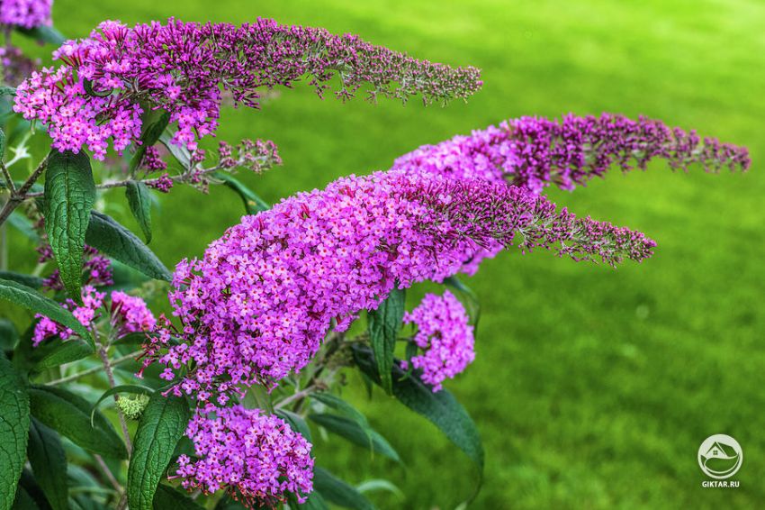 Буддлея Давида Буддлея Давида - выращивание.