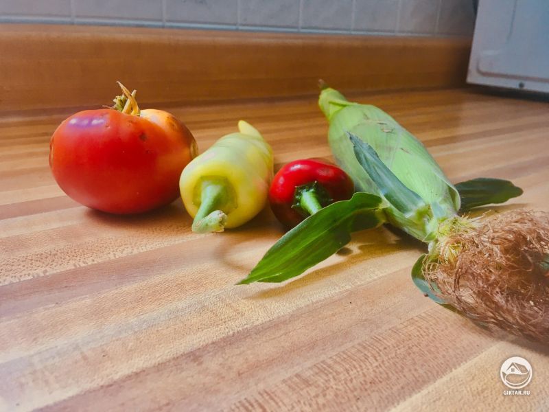 Кукуруза, чили, сладкий перец и мой первый помидор.