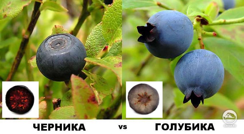 разнича между ягодами черники и ягодами голубики . фото