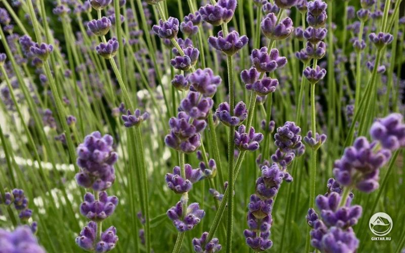 Лаванда растет у меня уже десять лет. И с каждым годом она все прекраснее.