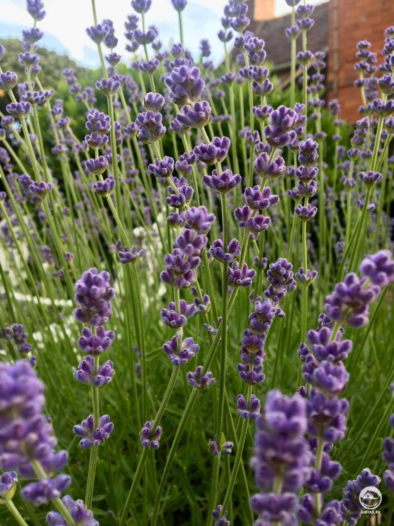 Лаванда растет у меня уже десять лет. И с каждым годом она все прекраснее.