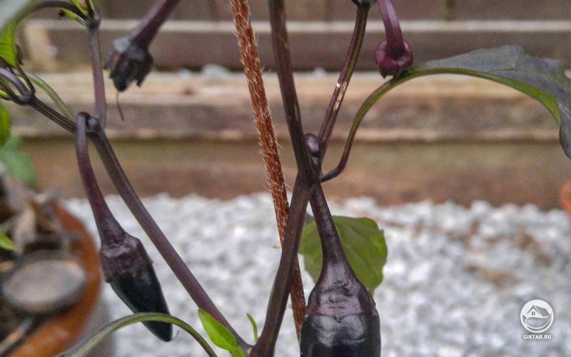 Мой первый перец, выращенный из семян. И он фиолетовый.