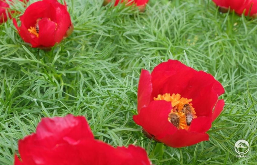 Пион узколистный (Paeonia tenuifolia)