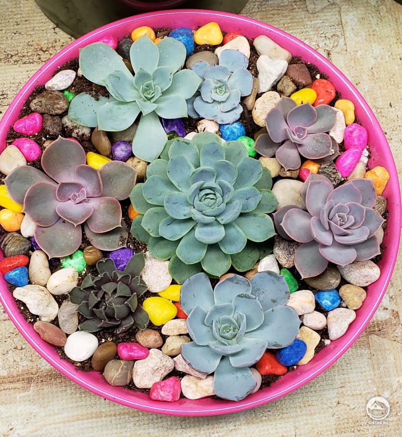 Только что пересаженные суккуленты