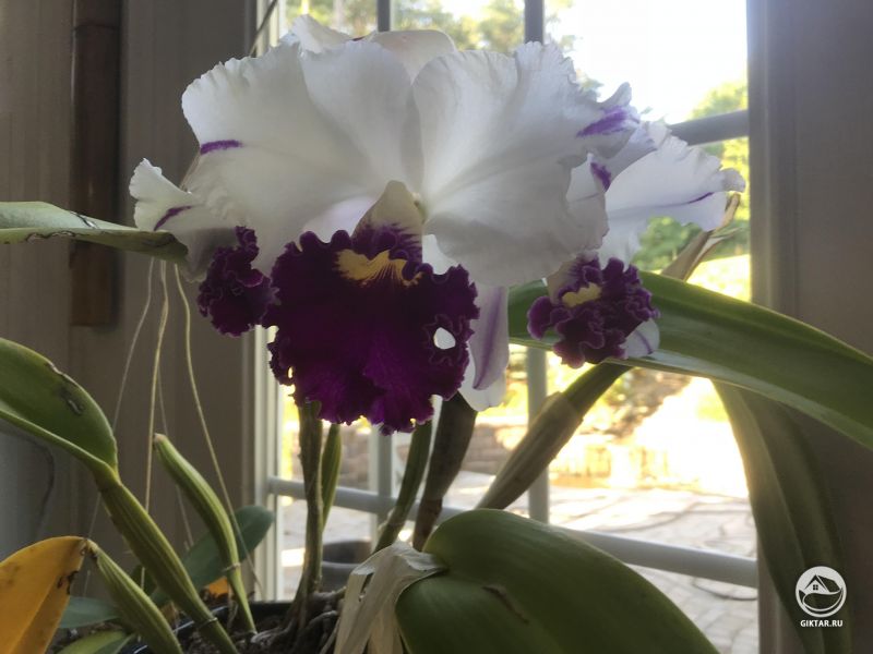 Каттлея “Рубиновые губы.”