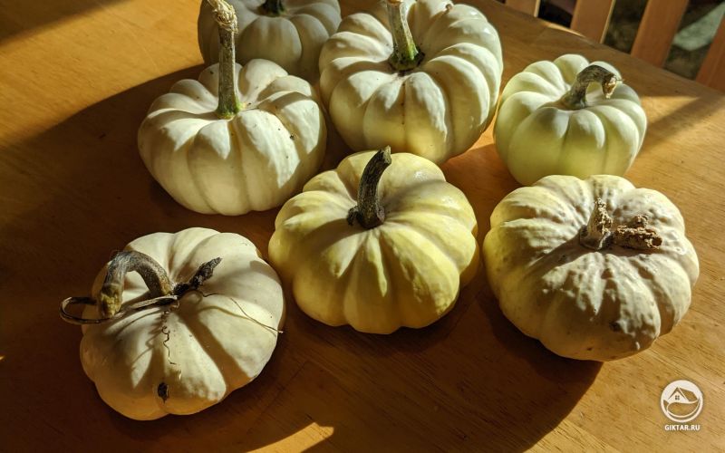 Время тыквы