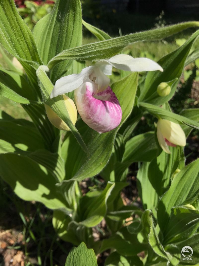 Башмачок королевы