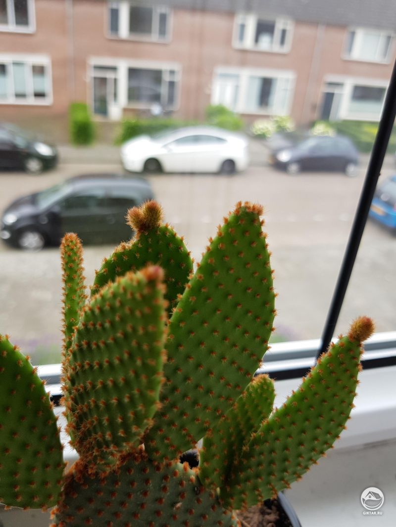 Мини опунция