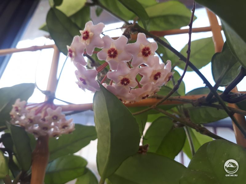 Первые цветы после пересадки в прошлом году