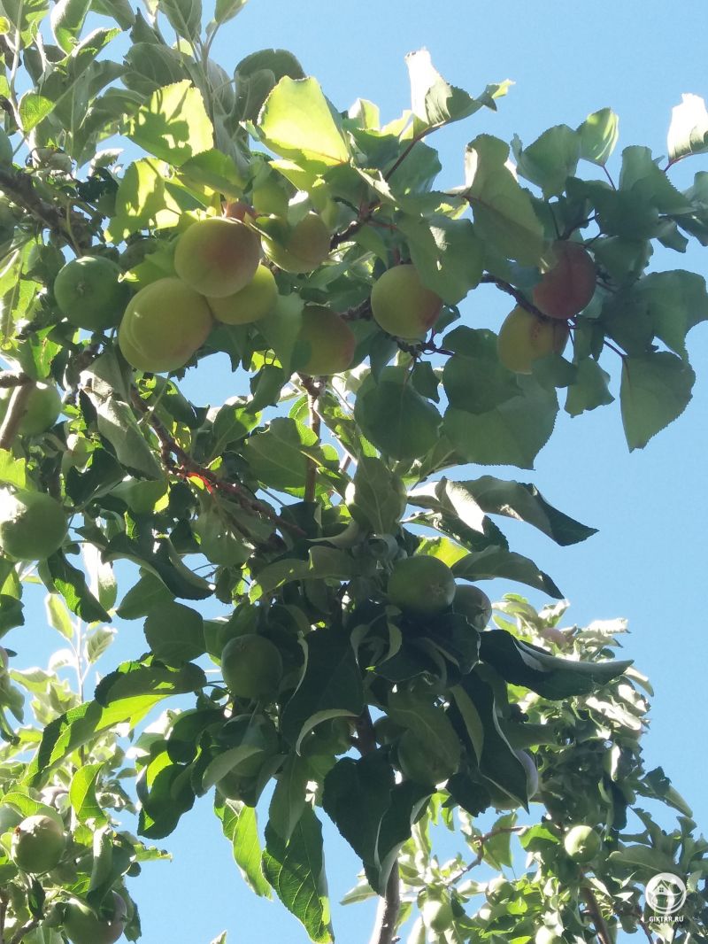 Яблоки и абрикосы на дереве