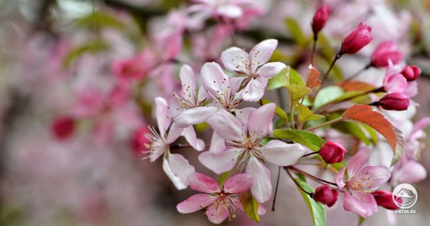 Цветение декоративной яблони