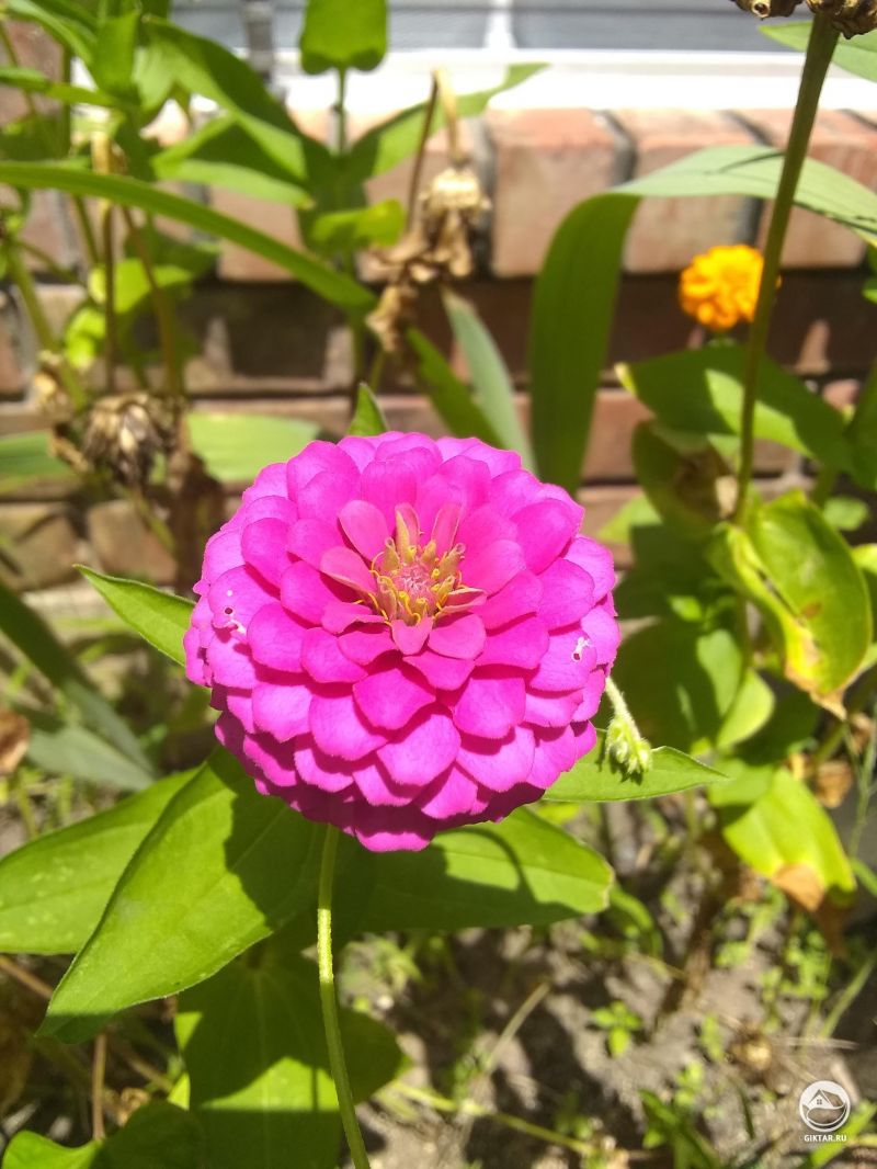 Первая цинния в саду распустилась