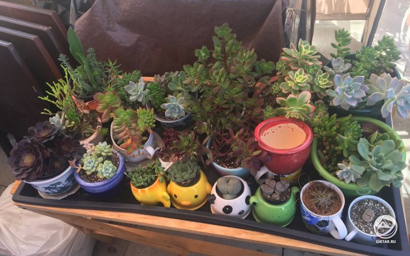 Коллекция суккулентов моей мамы