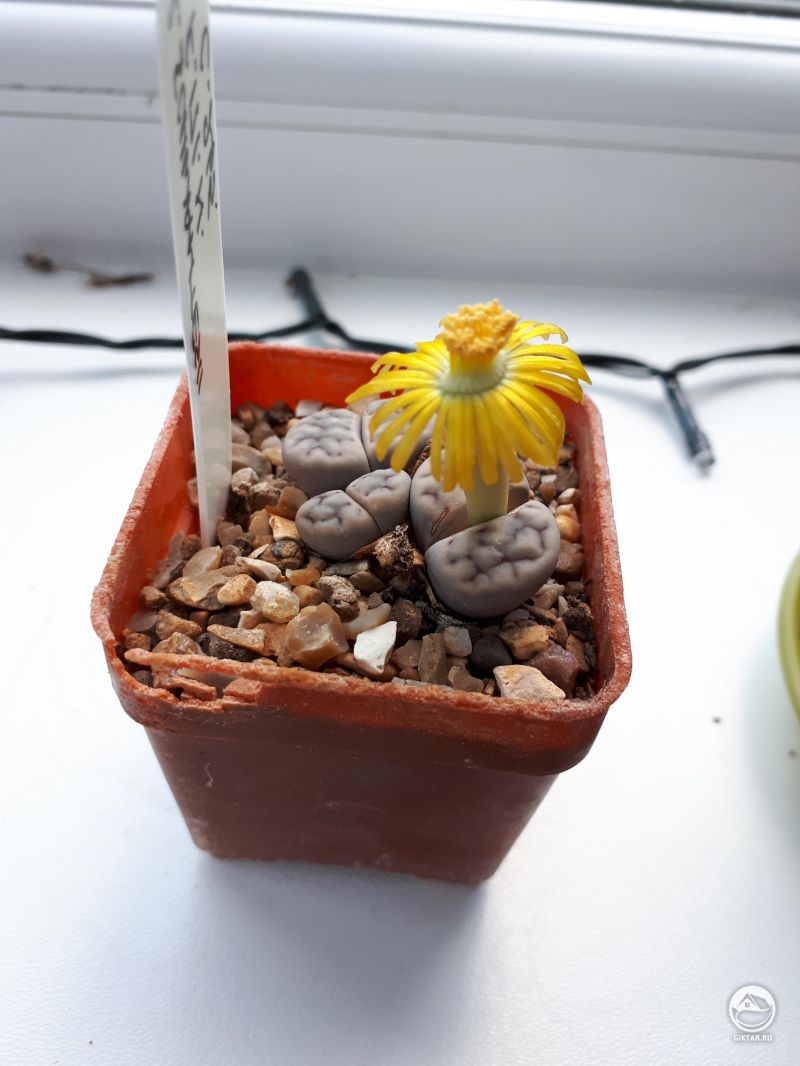 Цветущий литопс