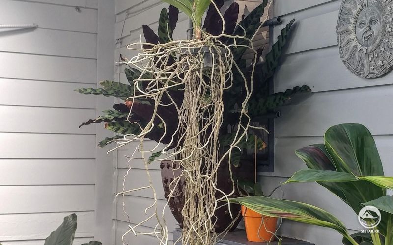 Парящая орхидея - Розовая Ванда