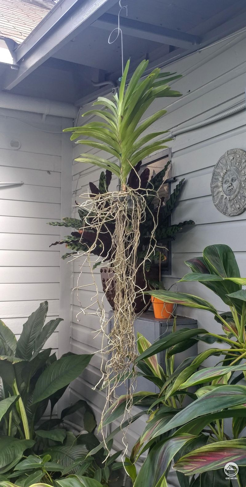 Парящая орхидея - Розовая Ванда