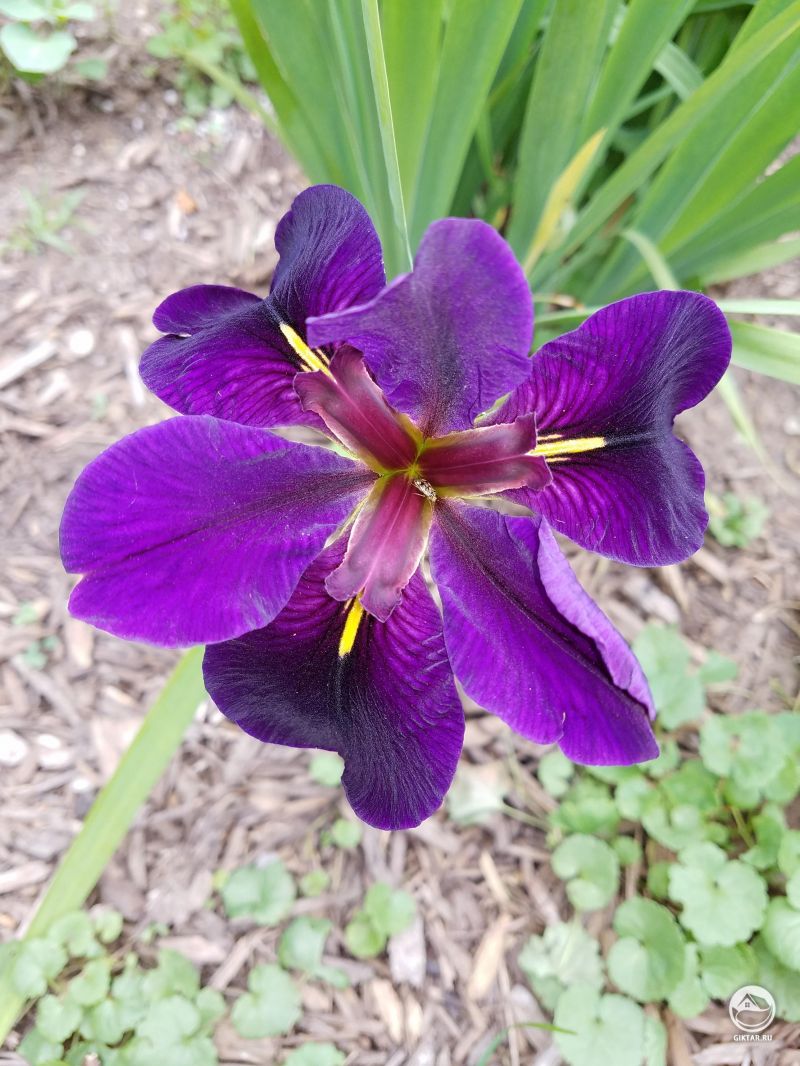 Мой черный бородатый ирис, наконец, расцветает.
