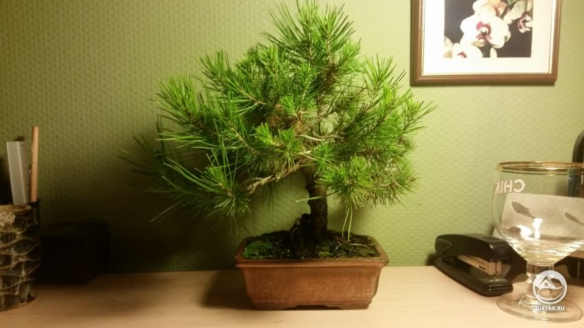 Мое хобби: растущий бонсай!