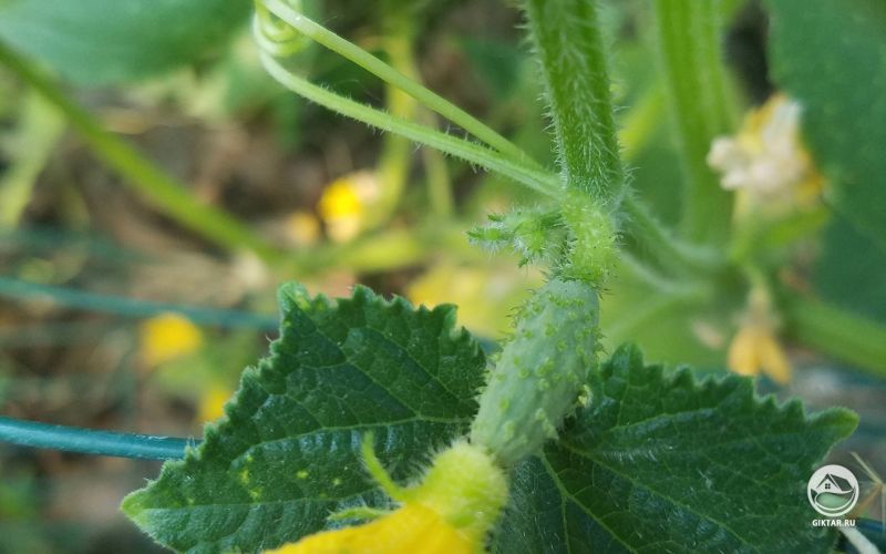 Цветок и маленькая завязь огурца.