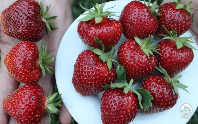 Крупная клубника