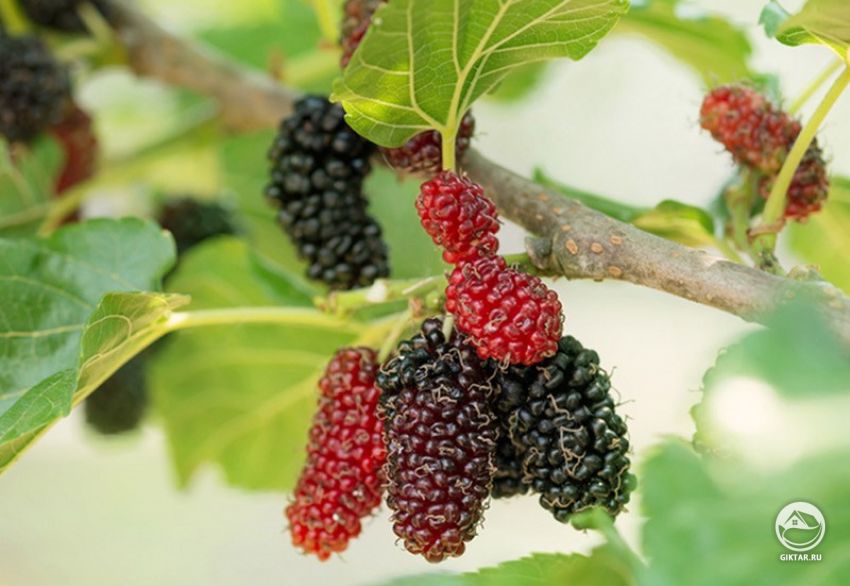 Шелковица белая белая шелковица