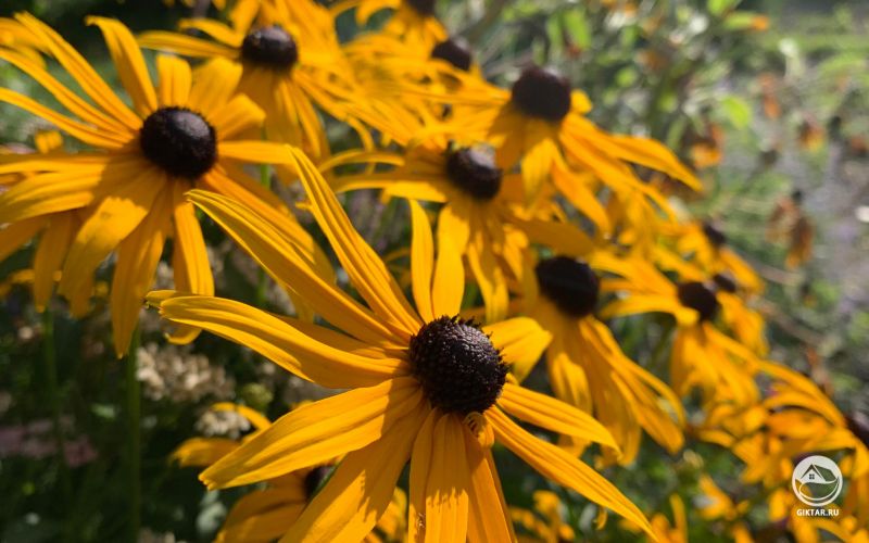 Рудбекия Hirta