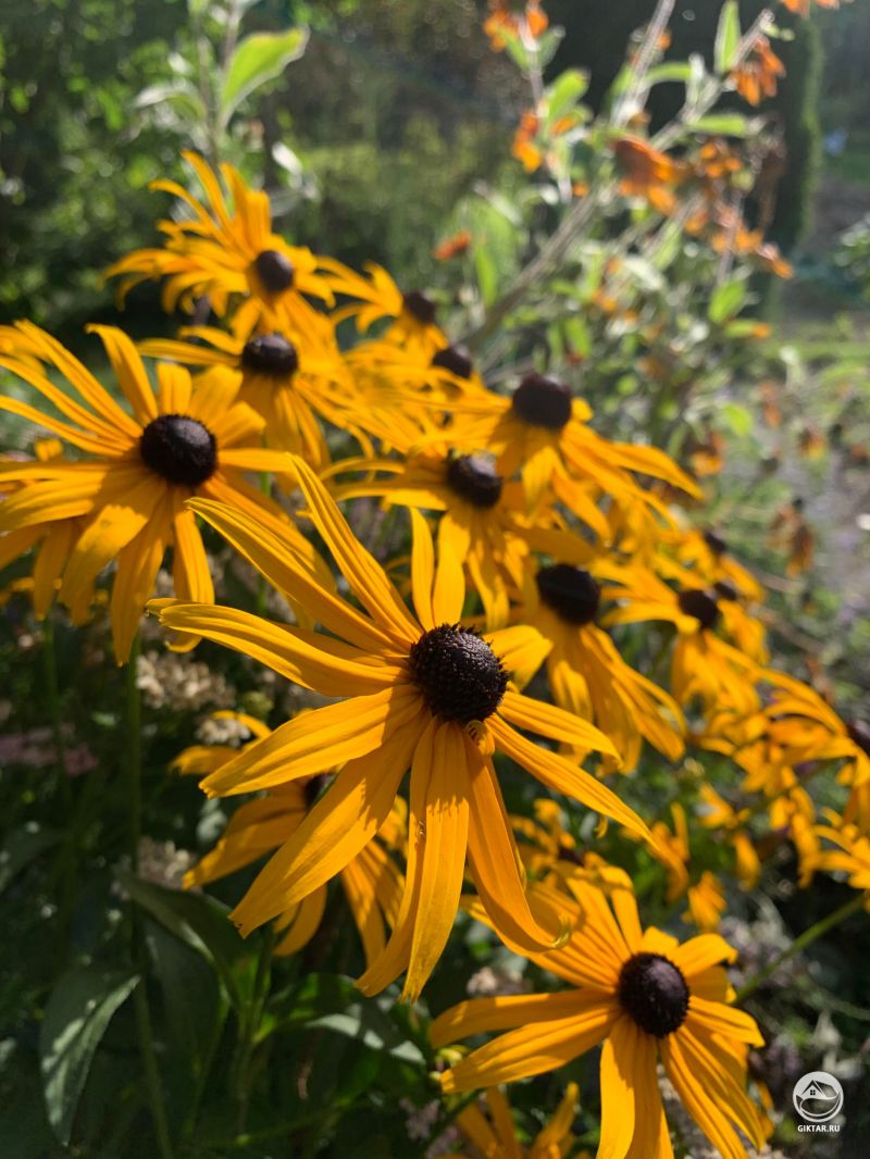 Рудбекия Hirta