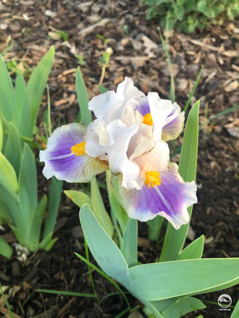Ирисы - мои любимые