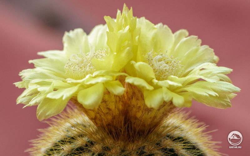 Эриокактус великолепный цветет 