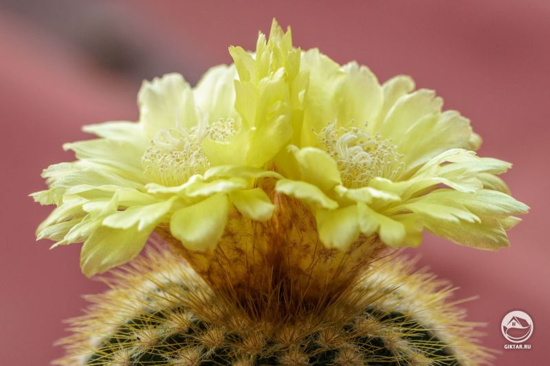 Эриокактус великолепный цветет 