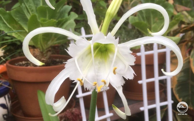 Hymenocallis festalis или Исмене ранняя